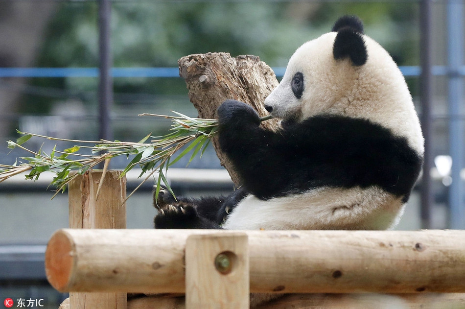 Nó một mình chơi đùa, một mình leo trèo, làm đủ mọi trò mà mình thích.