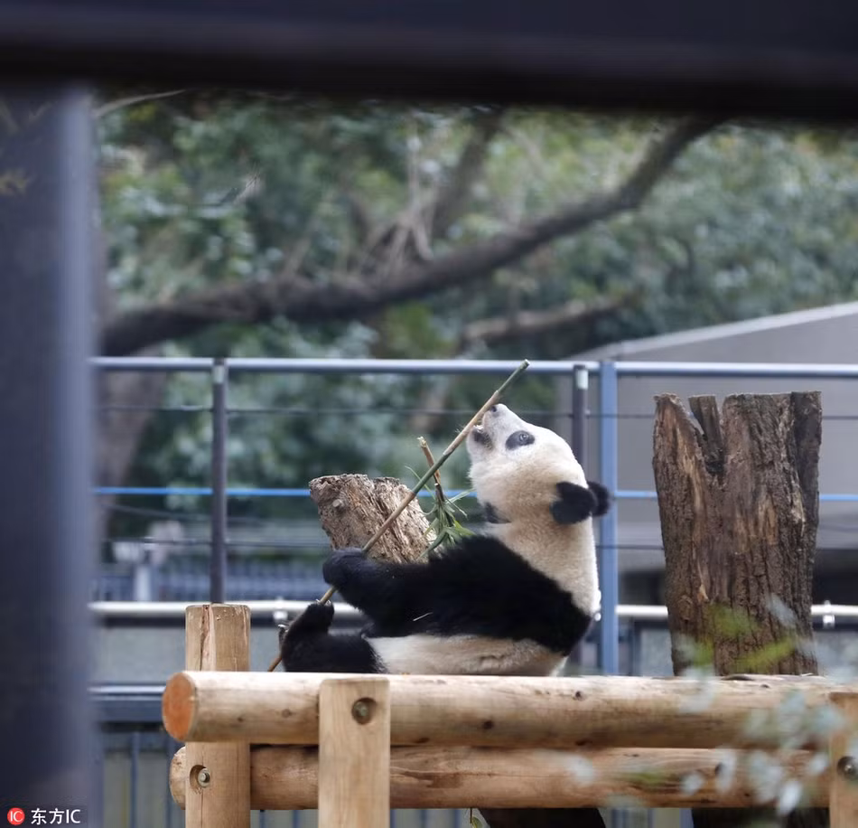 Được biết, mẹ của gấu trúc Hương Hương có tên là Chân Chân. Bình thường hai mẹ con rất quấn quýt, bất kể đi đâu, làm gì cũng có nhau.