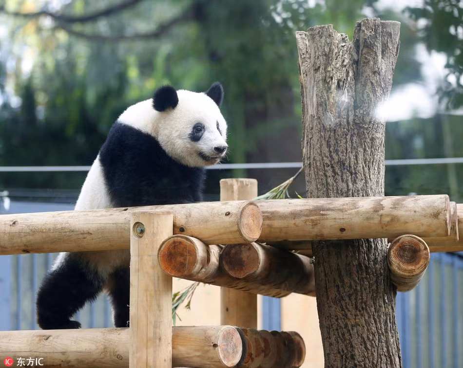 Theo thông tin đăng tải, con gấu trúc Hương Hương này đã 17 tháng tuổi, sau khi quấn quýt bên mẹ hơn một năm, mới đây, Hương Hương đã chính thức được chuyển sang một khu vực mới, độc lập sinh hoạt, sống một mình, không phụ thuộc mẹ nữa.