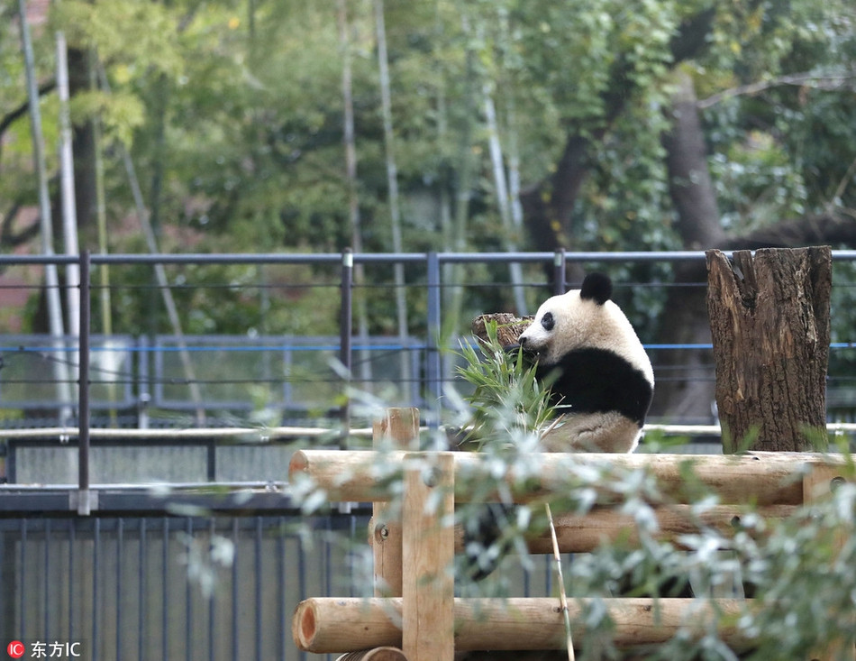 Mới đây, tại công viên Ueno, Tokyo, Nhật Bản, con gấu trúc khổng lồ có tên là Hương Hương đã được tách khỏi mẹ, bắt đầu cuộc sống độc lập của mình.