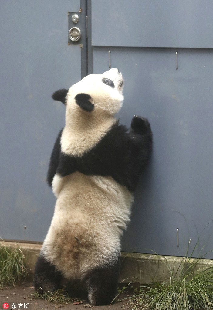 Sau khi tình hình sống một mình của Hương Hương ổn định, gấu trúc mẹ Chân Chân sẽ được chuyển sang một khu vực riêng biệt, với tư cách là một con gấu trúc độc lập.