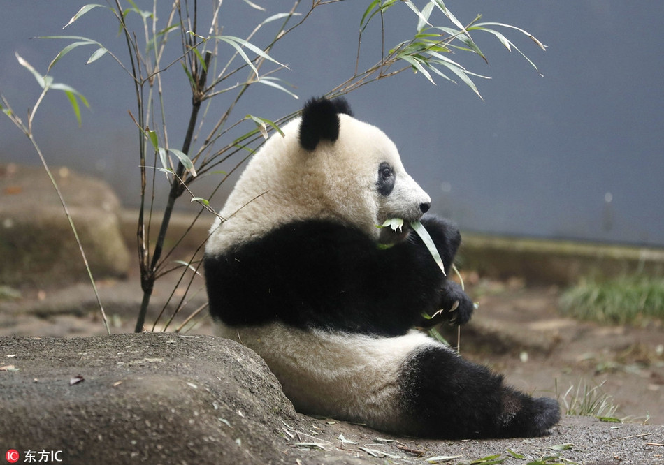 Tuy nhiên, sau khi tận hưởng mọi thú vui một cách độc lập, gấu trúc Hương Hương có vẻ nhớ hơi mẹ. Khuôn mặt của gấu trúc trẻ tuổi lộ rõ vẻ cô đơn.