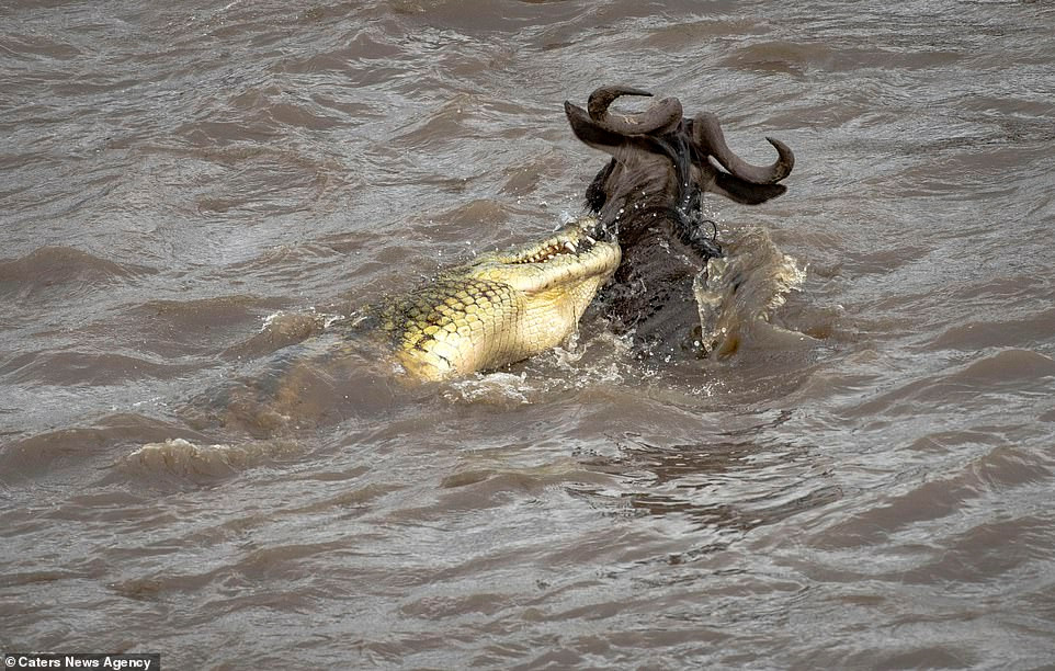 Ngược lại, để thoát con mồi ngay khi đã đến cửa miệng, cá sấu khổng lồ mất bình tĩnh, nó âm thầm bỏ đi và không chắc chắn về bữa tối của mình.