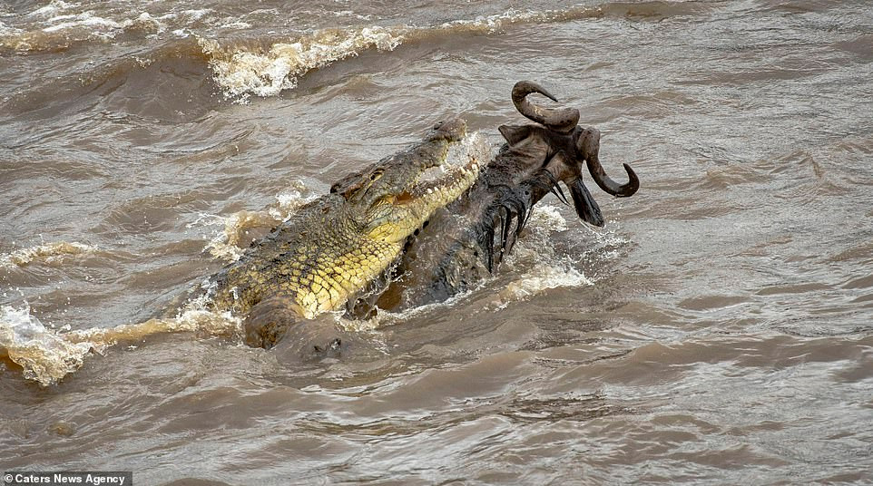 Chớp lấy cơ hội ngàn năm có một, con linh dương đầu bò dùng hết sức bình sinh để chạy trốn và an toàn đặt chân lên bờ sông bên kia của sông Mara.