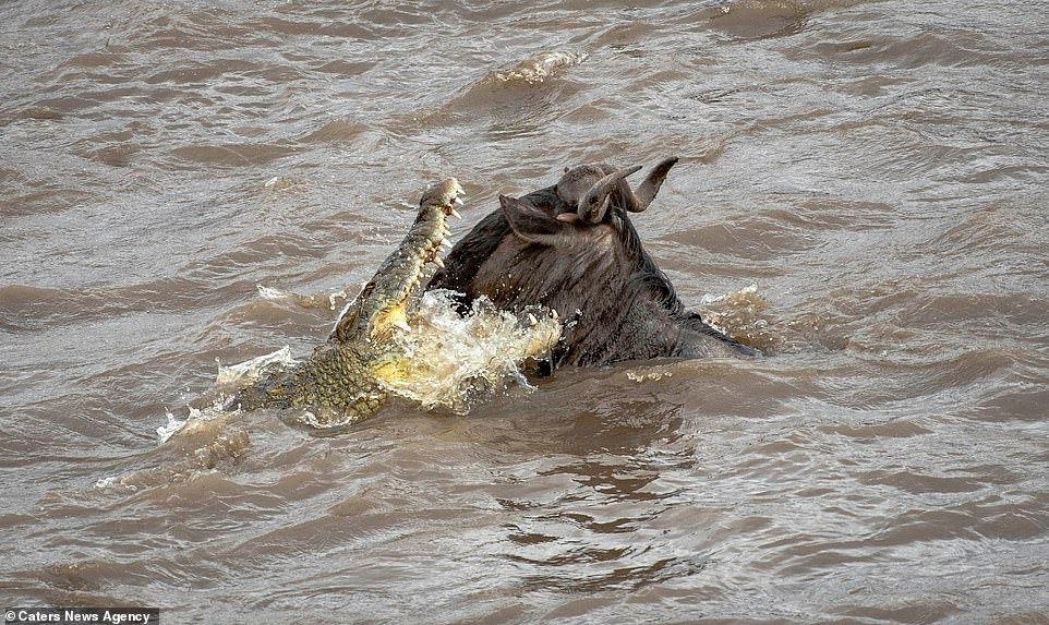 Mới đây, nhiếp ảnh gia Corlette Wessels ghi được những hình ảnh vô cùng kịch tính và ấn tượng về màn vượt sông di cư của đàn linh dương đầu bò ở Kenya, Nam Phi.