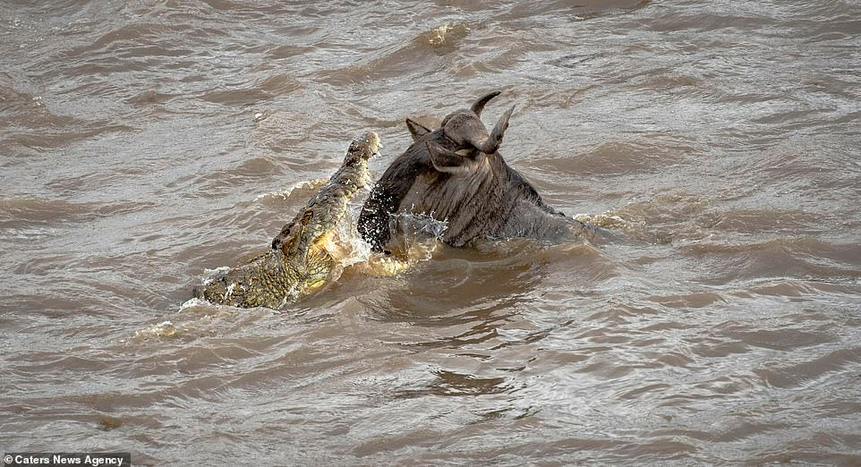 Thế nhưng điều bất ngờ đã xảy ra khi cá sấu quá chủ quan và đớp trượt con mồi trong khi đang cố duy trì một sự khống chế chắc chắn.