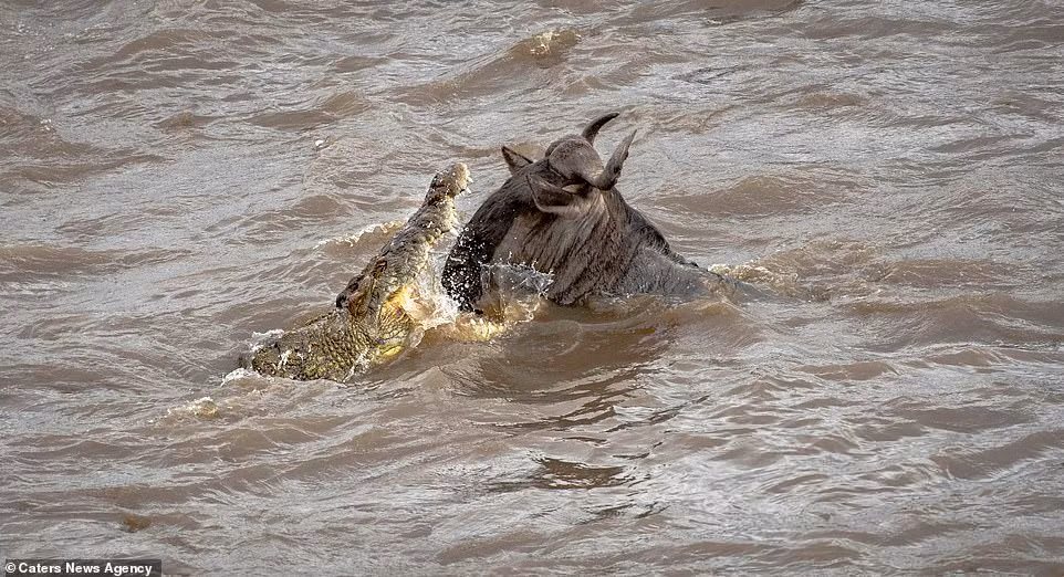 Thế nhưng điều bất ngờ đã xảy ra khi cá sấu quá chủ quan và đớp trượt con mồi trong khi đang cố duy trì một sự khống chế chắc chắn.