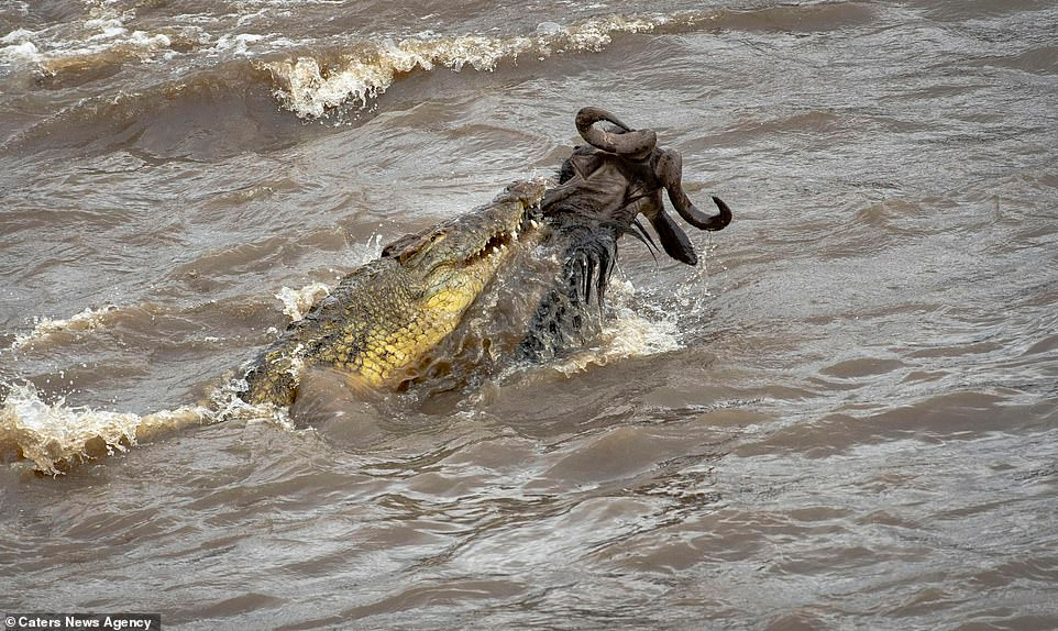 Thoát nạn, con linh dương đầu bò chạy thẳng về phía đàn của mình, không dám quay lại nhìn dòng sông cuồn cuộn với bao hiểm nguy rình rập.
