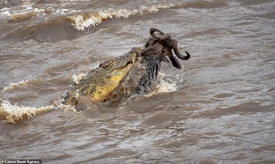 Thoát nạn, con linh dương đầu bò chạy thẳng về phía đàn của mình, không dám quay lại nhìn dòng sông cuồn cuộn với bao hiểm nguy rình rập.