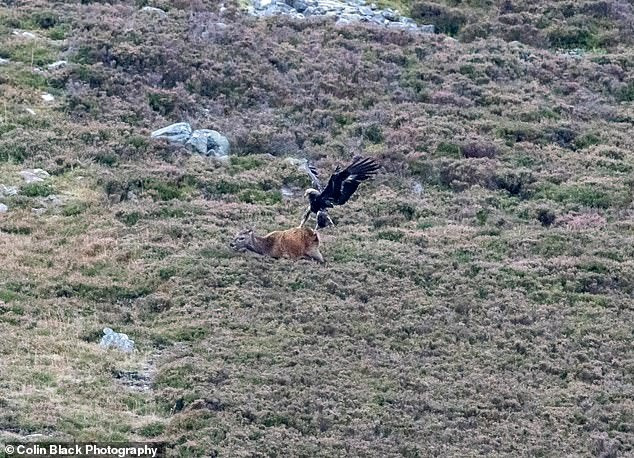 Kich tinh man san giet nai non 