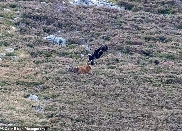 Kich tinh man san giet nai non 