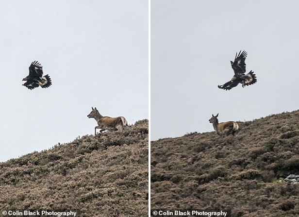 Kich tinh man san giet nai non 