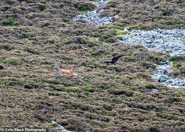 Kich tinh man san giet nai non 