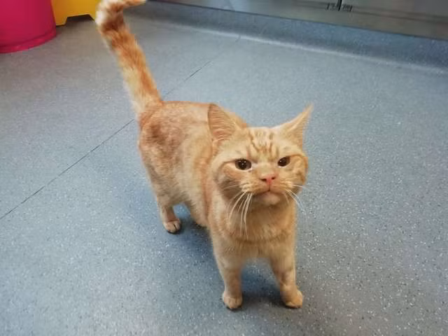 Chu meo co mat luon gian du don tim bat ky ai-Hinh-4