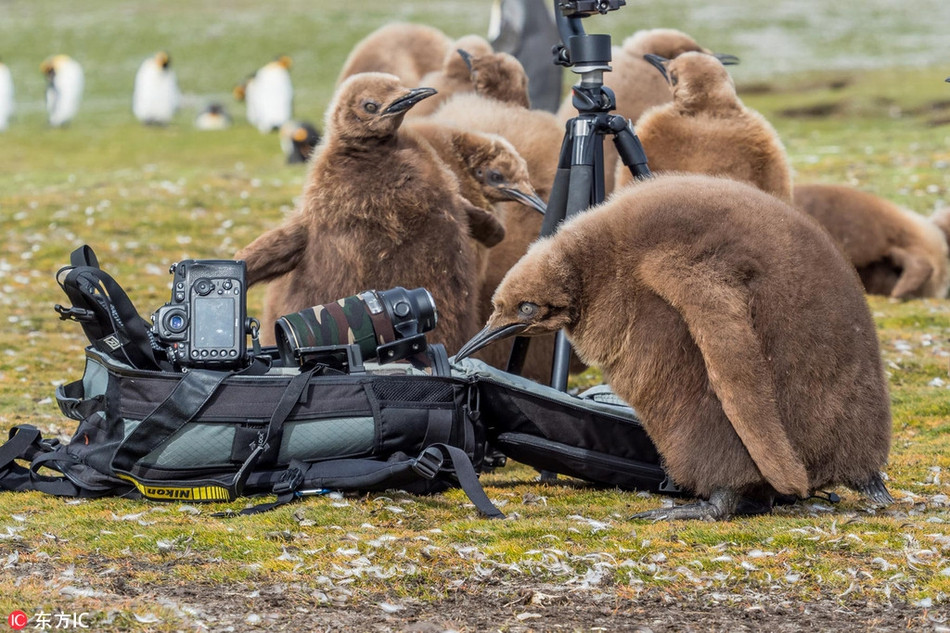 Chim canh cut hoang de sieu to mo khien nguoi me tit