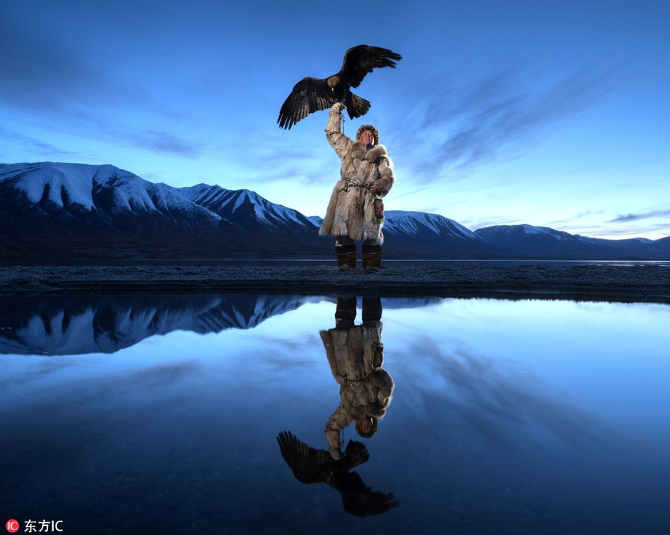 Được biết, những cuộc đi săn thường diễn ra vào mùa đông khi các dấu chân cáo và các loài động vật hiện rõ ràng. Khi đó, đại bàng sẽ đứng trên mỏm đá nhìn xuống. Thợ săn ở phía dưới gây tiếng động để xua những con vật ra khỏi hang. Khi đại bàng nhìn thấy, chúng sẽ nhanh chóng lao xuống và dồn con vật về phía chủ nhân.