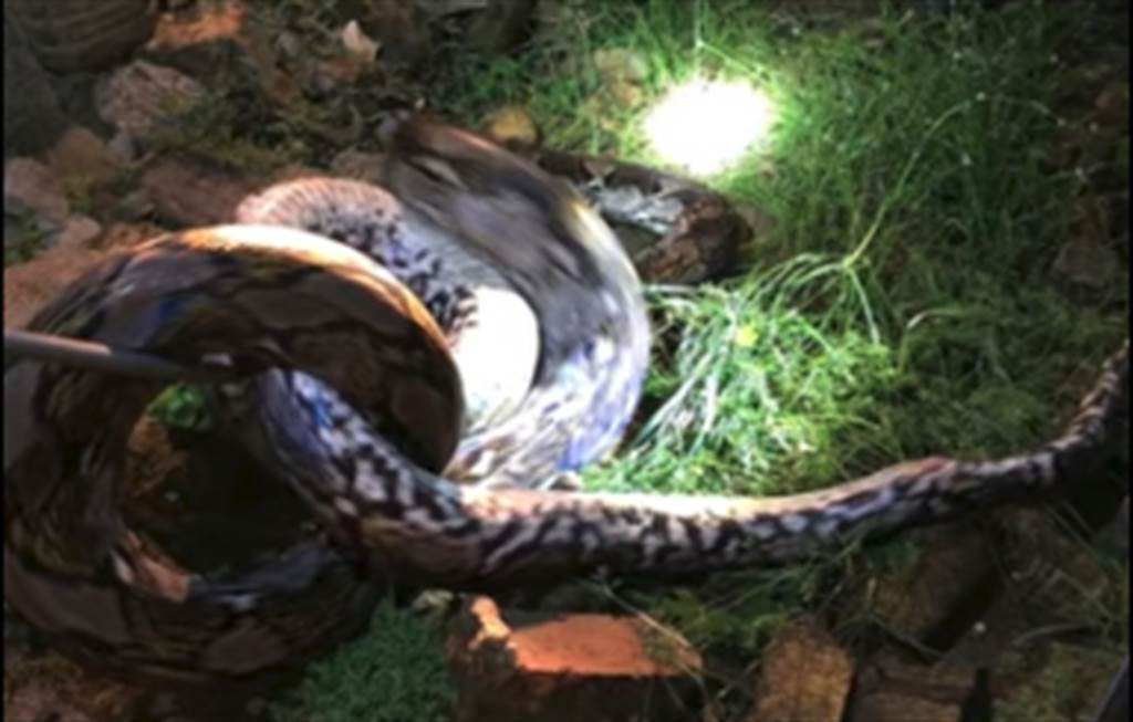 Thay chan nang nang, tuong meo du len, hoa ra “quai thu” kinh hoang-Hinh-2