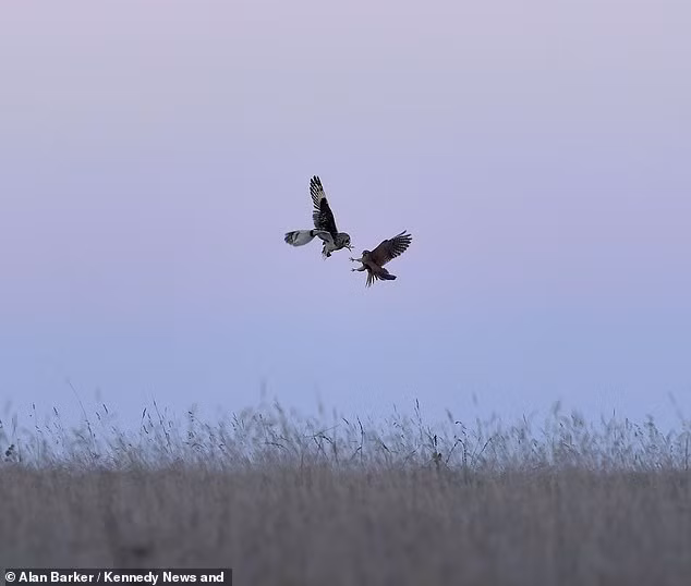 Theo chia sẻ của nhiếp ảnh gia Alan Barke, vào thời điểm đó, con cú đã bắt được một con chuột đồng và đang trên đường tha mồi về tổ.