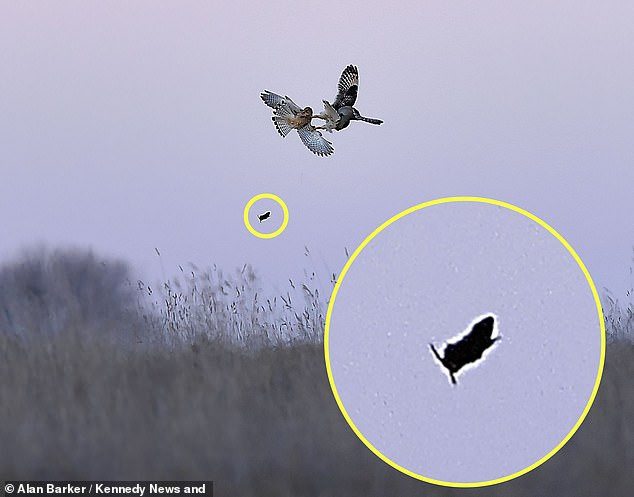 Hai con chim săn mồi chiến đấu dữ dội, để rồi cuối cùng chúng phải nhận cái kết đắng vì quá mải mê đánh nhau, khiến con mồi thoát chết một cách ngoạn mục.