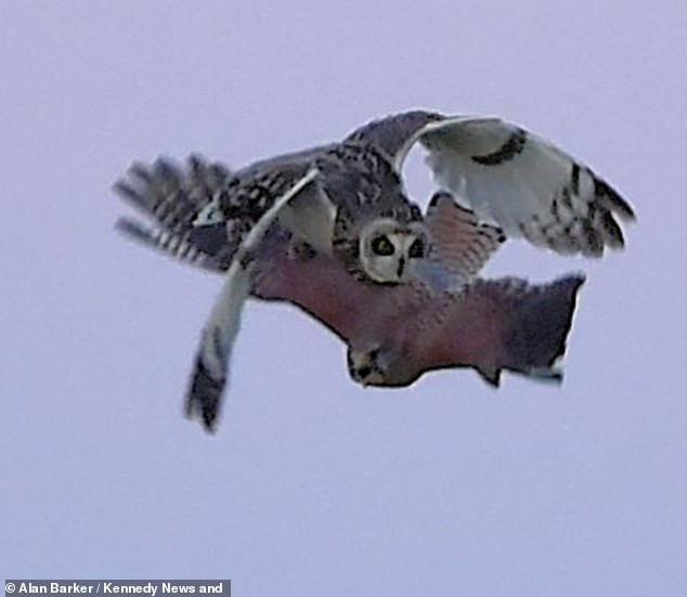 Trong quá trình hai con chim săn mồi cận chiến trên không, con chuột đồng đã tận dụng thời cơ, trốn thoát khỏi móng vuốt của chim cú. Thế nhưng, gần như ngay lập tức, con chim cắt chân đỏ lại tóm được đuôi của chuột đồng.