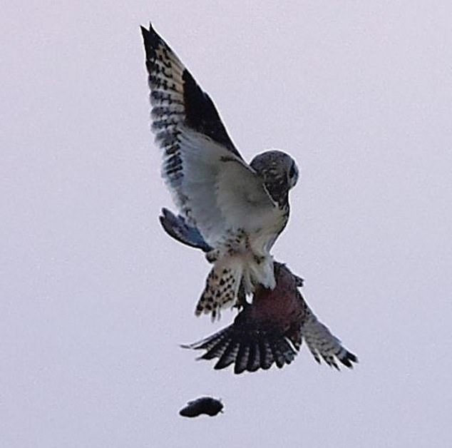 Theo nhiếp ảnh gia Alan Barke, trong quá trình rơi xuống, dường như con chuột đồng có quay lại ngoái nhìn hai con chim săn mồi vẫn đang kịch chiến trên không. Có lẽ chính con chuột đồng cũng không thể tin được rằng, nó lại có thể may mắn đến như vậy.