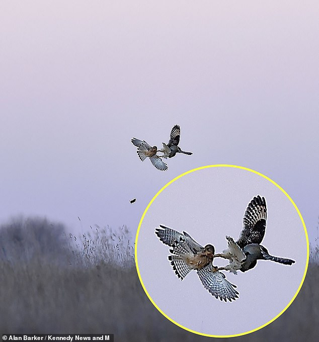 Nhiếp ảnh gia Alan Barke cho rằng, mặc dù trốn thoát, con chuột đồng cũng khó sống, bởi rơi từ độ cao 30m, con vật nào cũng khó tránh khỏi cái chết. Thực tế, chuột đồng là loại gặm nhấm có thể trọng nhỏ, từ trên cao rơi xuống cũng sẽ gặp sức cản nhỏ, khả năng sống sót cao.
