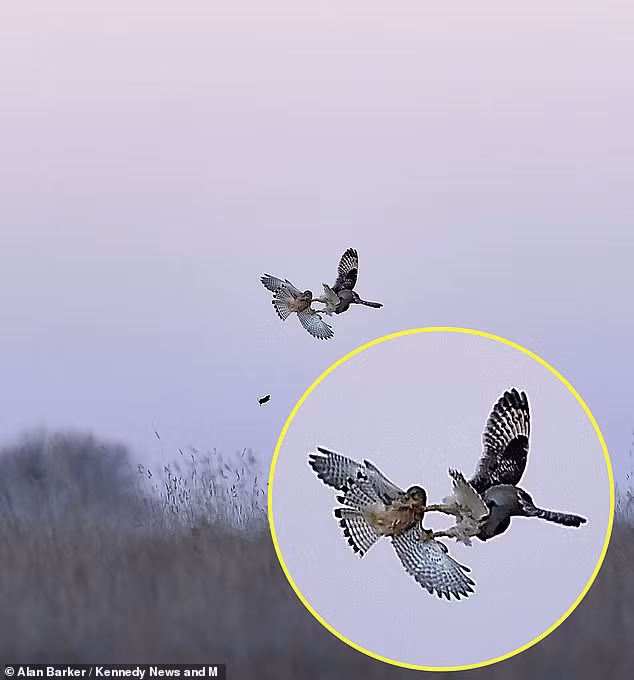 Nhiếp ảnh gia Alan Barke cho rằng, mặc dù trốn thoát, con chuột đồng cũng khó sống, bởi rơi từ độ cao 30m, con vật nào cũng khó tránh khỏi cái chết. Thực tế, chuột đồng là loại gặm nhấm có thể trọng nhỏ, từ trên cao rơi xuống cũng sẽ gặp sức cản nhỏ, khả năng sống sót cao.