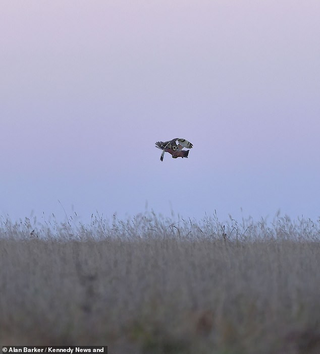 Ngay khi thấy nguy hiểm, con cú đã lượn vòng trên không trung, động thái của nó như truyền đi một thông điệp, cảnh báo con chim cắt chân đỏ: "Đừng đến gần tôi, tránh xa bữa tối của tôi ra". Thế nhưng con chim cắt không bỏ cuộc, nó tấn công chim cú, quyết tâm cướp con mồi từ tay chim cú.