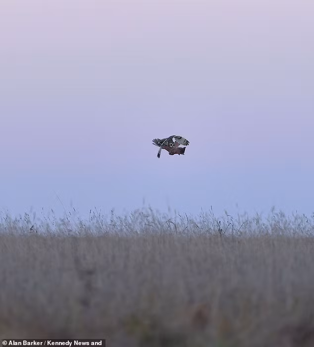 Ngay khi thấy nguy hiểm, con cú đã lượn vòng trên không trung, động thái của nó như truyền đi một thông điệp, cảnh báo con chim cắt chân đỏ: "Đừng đến gần tôi, tránh xa bữa tối của tôi ra". Thế nhưng con chim cắt không bỏ cuộc, nó tấn công chim cú, quyết tâm cướp con mồi từ tay chim cú.