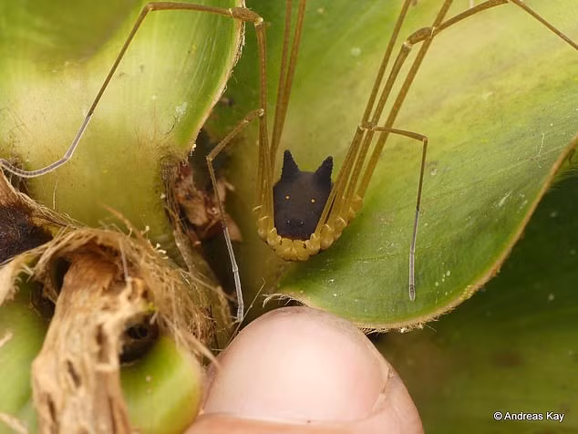 Tim thay sinh vat ky quai than nhen, dau cho cuc di