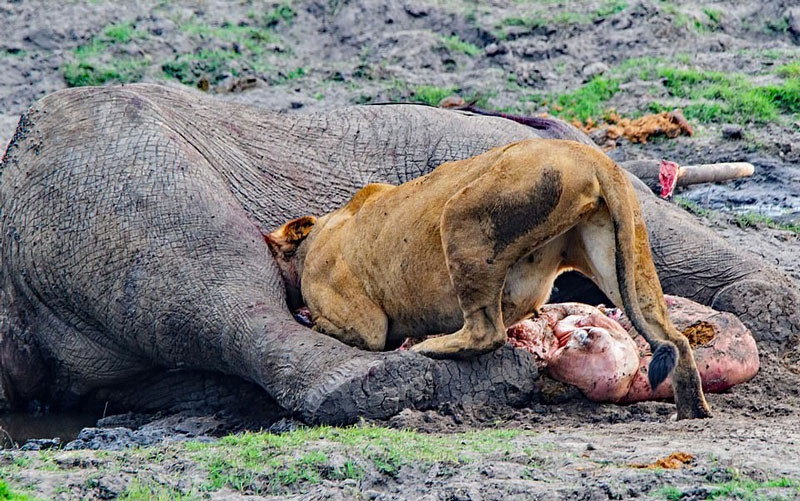 Hai hung canh su tu, ca sau chia nhau xac voi khong lo