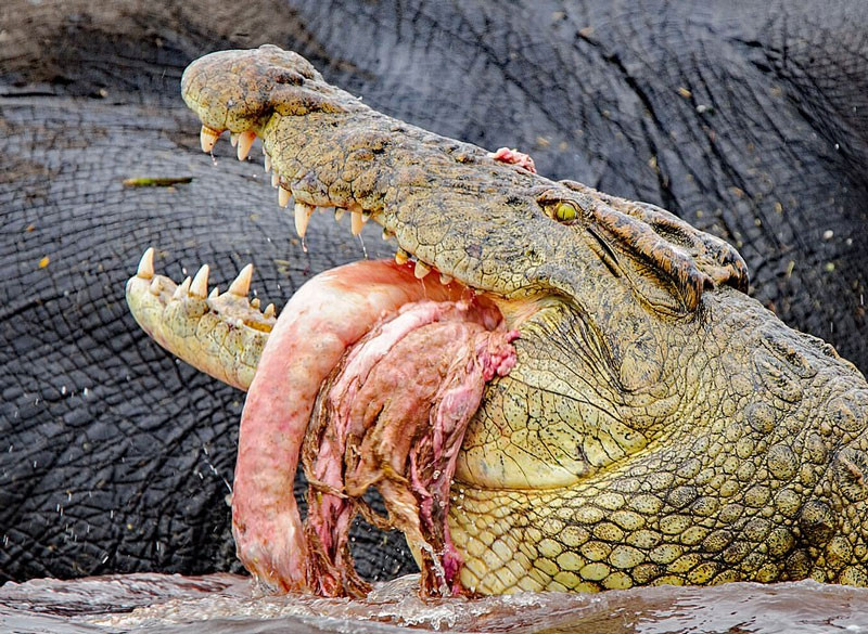 Hai hung canh su tu, ca sau chia nhau xac voi khong lo-Hinh-4