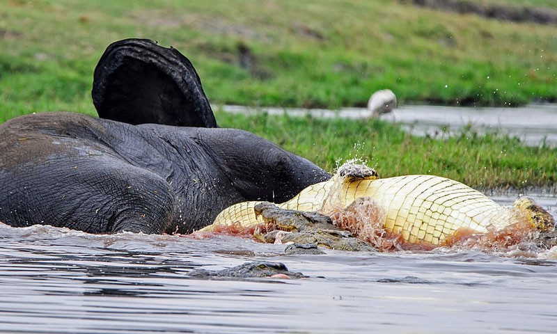 Hai hung canh su tu, ca sau chia nhau xac voi khong lo-Hinh-5