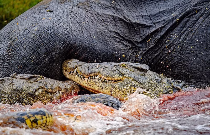Hai hung canh su tu, ca sau chia nhau xac voi khong lo-Hinh-3