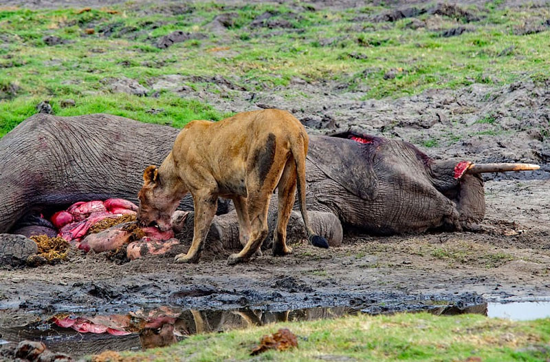 Hai hung canh su tu, ca sau chia nhau xac voi khong lo-Hinh-2