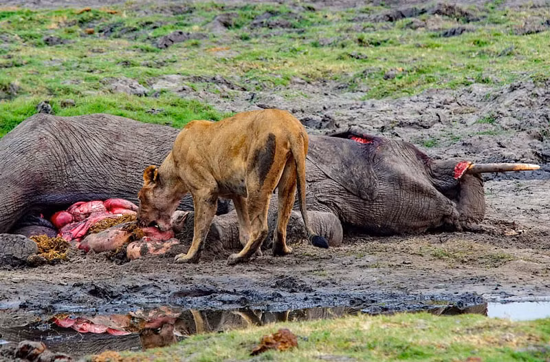Hai hung canh su tu, ca sau chia nhau xac voi khong lo-Hinh-2