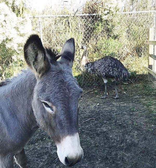 Tinh yeu dien cuong, den mat ly tri giua lua va da dieu-Hinh-3