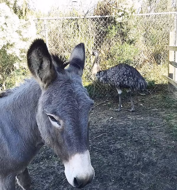 Tinh yeu dien cuong, den mat ly tri giua lua va da dieu-Hinh-3