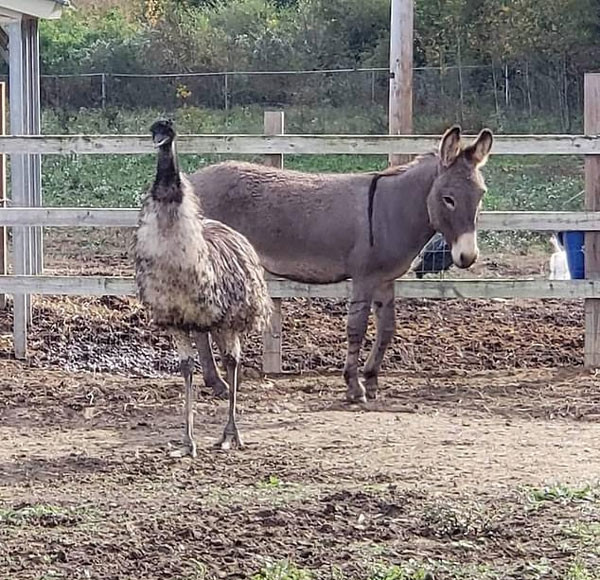 Tinh yeu dien cuong, den mat ly tri giua lua va da dieu-Hinh-4