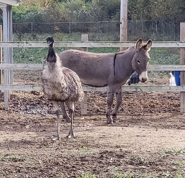 Tinh yeu dien cuong, den mat ly tri giua lua va da dieu-Hinh-4