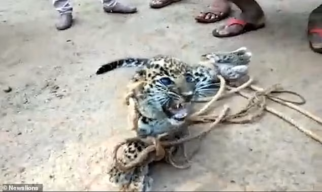 Phan no bao dom con bi dan lang bat giu, lay lam tro-Hinh-2