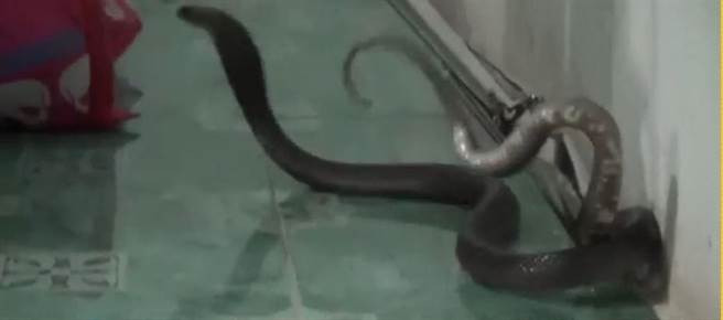 Cho cung sua lien tuc, co gai lat chan, phat hien dieu rung ron-Hinh-2