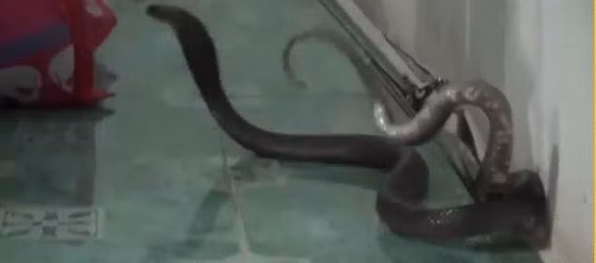 Cho cung sua lien tuc, co gai lat chan, phat hien dieu rung ron-Hinh-2