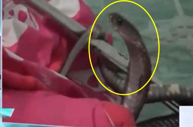 Cho cung sua lien tuc, co gai lat chan, phat hien dieu rung ron