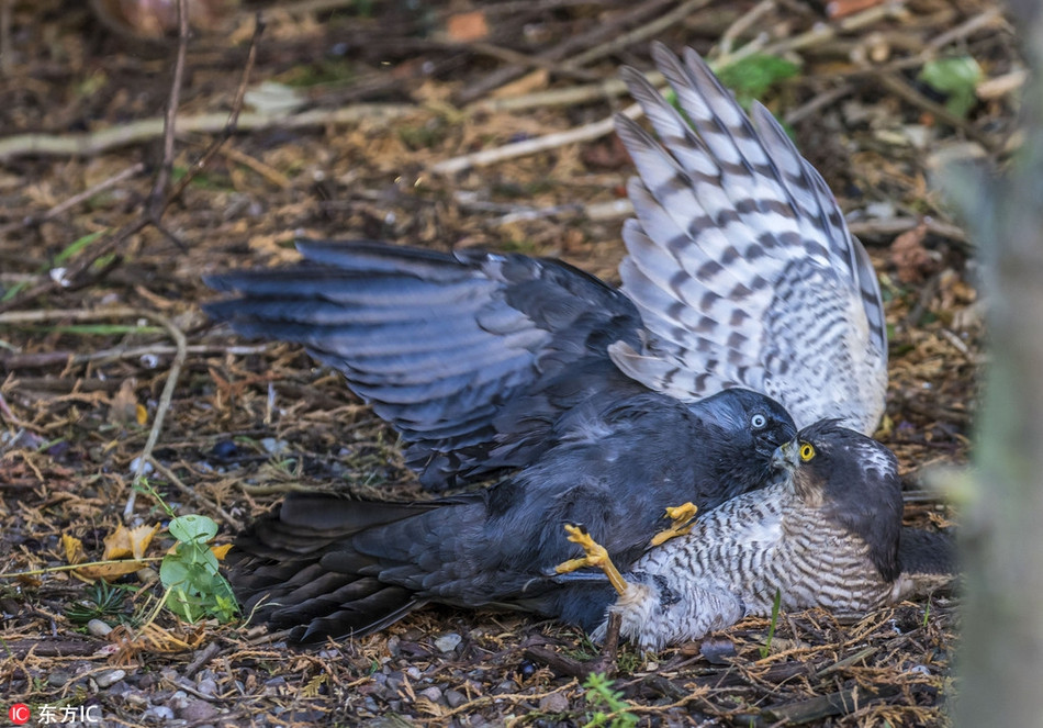 Trong khi thăm thú khu vườn sau của gia đình, nhiếp ảnh gia động vật hoang dã Nigel Atkins, 72 tuổi, ở Leicestershire, Anh ghi được những hình ảnh vô cùng kịch tính và ấn tượng về màn tử chiến của chim cắt hỏa mai và quạ gáy xám phương Tây.