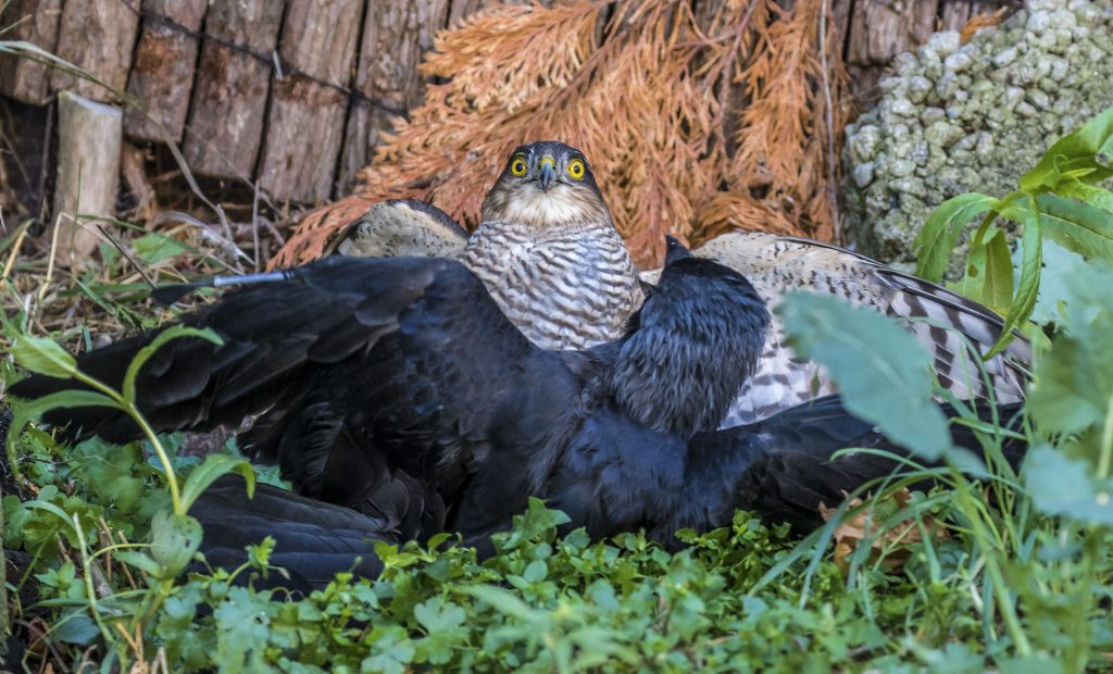 Trong trận chiến, con chim cắt hỏa mai đã có lúc rơi vào thế yếu, bị quạ gáy xám phương Tây dí xuống đất. Để ngăn không cho đối thủ dùng mỏ mổ vào mắt mình, con chim này đã nhanh trí dùng chân khóa mỏ đối thủ.