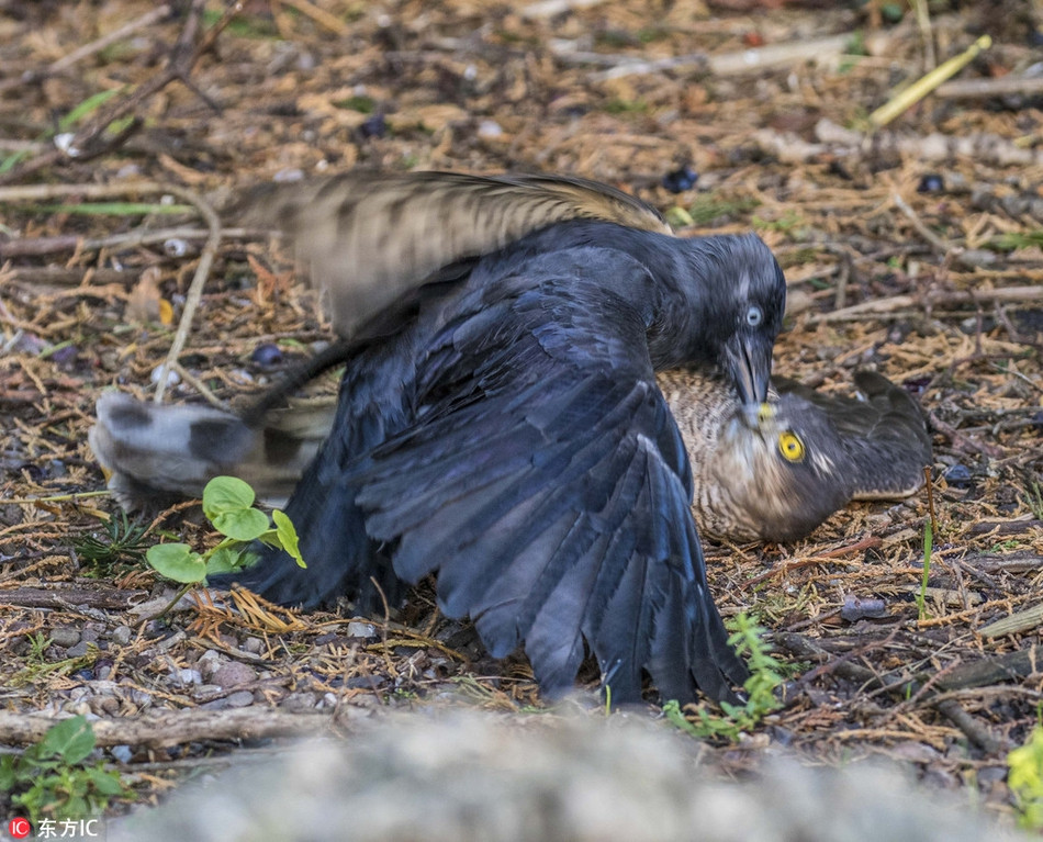 Trong suốt 40 phút, nhiếp ảnh gia Nigel Atkin đã ghi lại được những hình ảnh đặc sắc, cuộc chiến của những con chim khốc liệt đến mức nhiều người so sánh với bộ phim hành động bom tấn trong thế giới động vật.