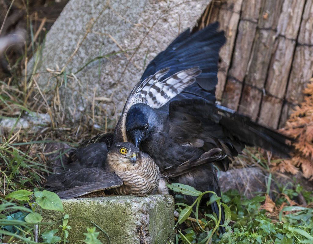 Nhiếp ảnh gia Nigel Atkin không tiết lộ ai là kẻ chiến thắng trong trận chiến sử thi này.