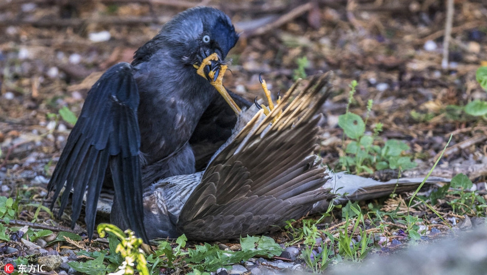 Theo nhiếp ảnh gia Nigel Atkins chia sẻ, vì là một nhiếp ảnh gia động vật hoang dã, khu vườn của anh được thiết lập và bố trí để những loài động vật hoang dã có thể ghé thăm, dạo chơi và sinh sống. Điều đó giúp ông có những bức ảnh thật tuyệt.
