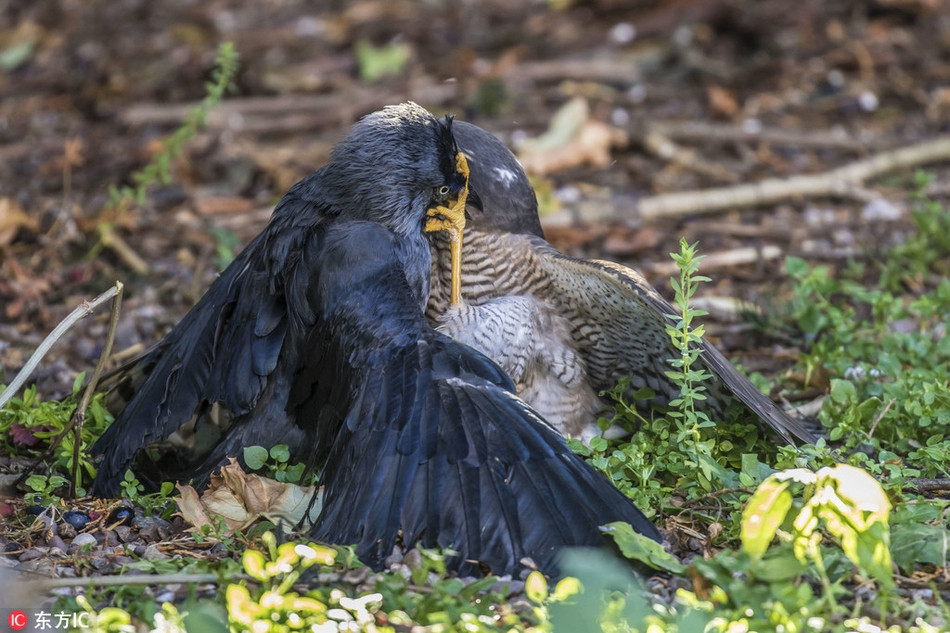 Mới đầu, khi nghe thấy tiếng ồn, nhiếp ảnh gia Nigel Atkin đã rất chú ý để lắng nghe nhưng không phát hiện điều gì bất thường. Tuy nhiên, với bản năng của một nhiếp ảnh gia, Nigel Atkin đã chạy vào nhà lấy chiếc máy ảnh và đi vòng quanh trong vườn để tìm ra nơi phát ra âm thanh giống như một trận chiến.